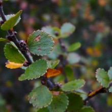 Betula nana