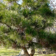 Pinus tabuliformis