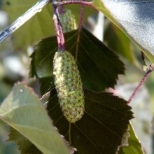 Betula pendula 'Purpurea' | samčí jehněda