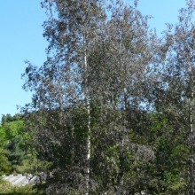 Betula pendula 'Purpurea' | habitus