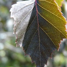 Betula pendula 'Purpurea'