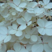 Hydrangea paniculata 'Vanille Fraise'