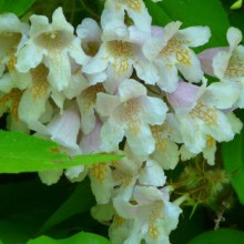 Kolkwitzia amabilis 'Maradco'