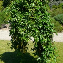 Laburnum alpinum 'Pendulum'