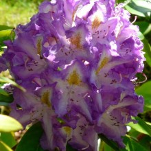 Rhododendron hybr. 'Blue Danube'