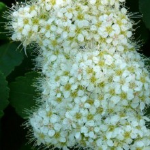 Spiraea betulifolia | květenství
