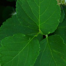 Spiraea betulifolia | list