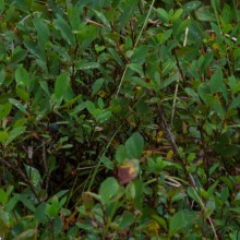 Vaccinium uliginosum | Šumava - Jezerní slať