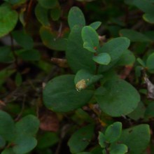 Vaccinium uliginosum | Šumava - Jezerní slať
