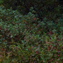 Vaccinium uliginosum | Šumava - Jezerní slať