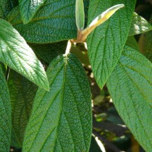 Viburnum rhytidophyllum | list