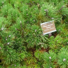 Pinus uncinata 'Humpy'