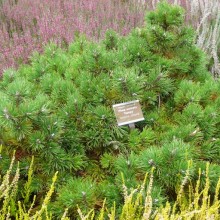 Pinus uncinata 'Humpy'
