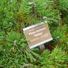 Pinus uncinata 'Humpy'