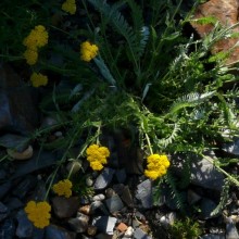 Achillea clypeolata