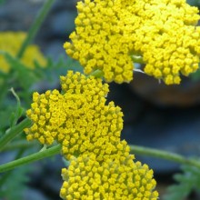 Achillea clypeolata