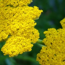Achillea clypeolata