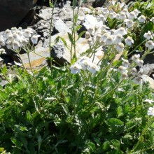 Achillea umbellata