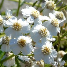 Achillea umbellata