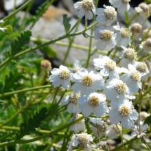 Achillea umbellata