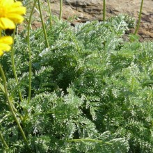 Anthemis marschalliana