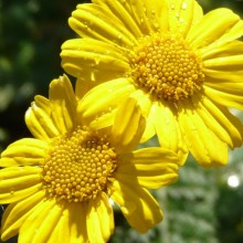 Anthemis marschalliana