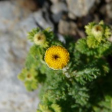 Anthemis tinctoria 'Compacta'