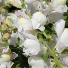 Antirrhinum hispanicum