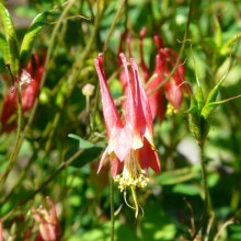 Aquilegia canadensis 'Little Lanterns'