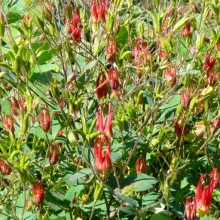 Aquilegia canadensis 'Little Lanterns'