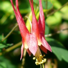Aquilegia canadensis 'Little Lanterns'