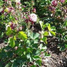 Aquilegia flabellata 'Winky Double Red and White'