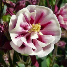 Aquilegia flabellata 'Winky Double Red and White'