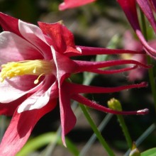 Aquilegia caerulea 'Origami Red and White'