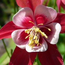 Aquilegia caerulea 'Origami Red and White'