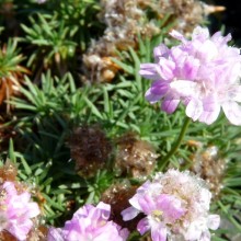 Armeria hybr. 'Brno'