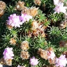 Armeria hybr. 'Brno'