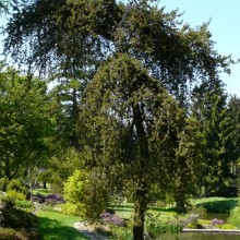 Pinus banksiana