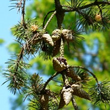 Pinus banksiana