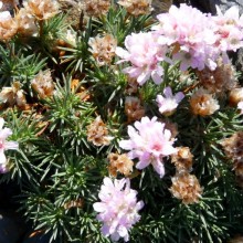 Armeria hybr. 'Lelekovice'
