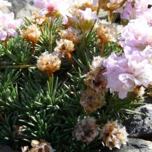 Armeria hybr. 'Lelekovice'