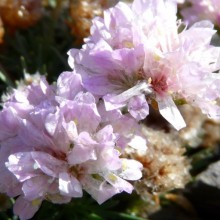 Armeria hybr. 'Lelekovice'