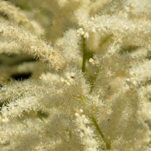 Aruncus vulgaris