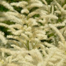 Aruncus vulgaris