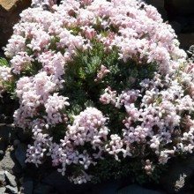 Asperula daphneola