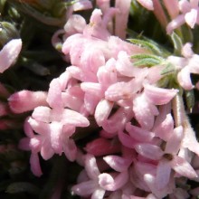 Asperula daphneola