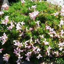 Asperula gussonii