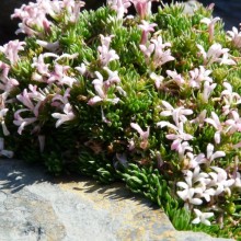 Asperula gussonii