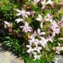 Asperula gussonii