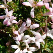 Asperula gussonii